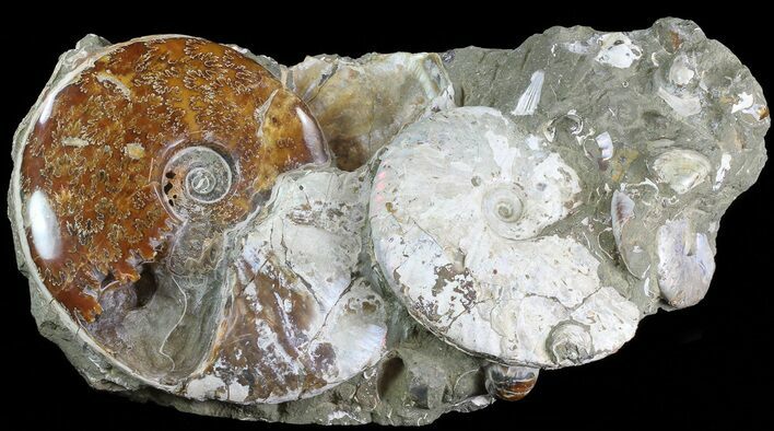 Wide Fossil Ammonite Cluster - Madagascar (Special Price) #82603